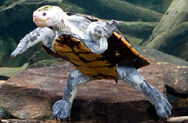 Irwin's Turtle Is a Turtle Species Found By Young Steve Irwin and his father. These turtles are Almost Extinct due to pollution and they're are Many rescue programs that are going to help Irwin's Turtle.