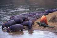 DimetrodonAndHippos JurassicWorldDominion