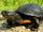 American pond turtle (SciiFii)