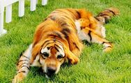 Tiger Retriever, a breed of dog that was bred to resemble a tiger, and became popular as pets as a result.