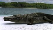 Giant Alligator