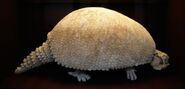 Glyptodon, appeared on the island.