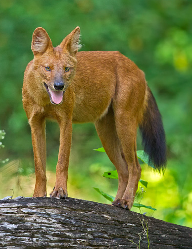 Dhole - Wikipedia