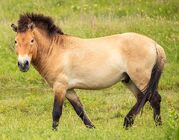 Przewalski's Horse