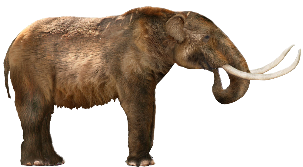 African elephant (SciiFii), Fanon Wiki