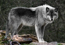 Northwestern wolf, one of the introduced species of Ibis Island, common in the forests, grasslands and mountains of the island.