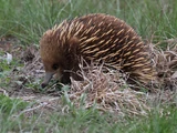 New Zealand Echidna