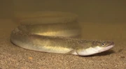 Loch Ness giant eel (SciiFii)