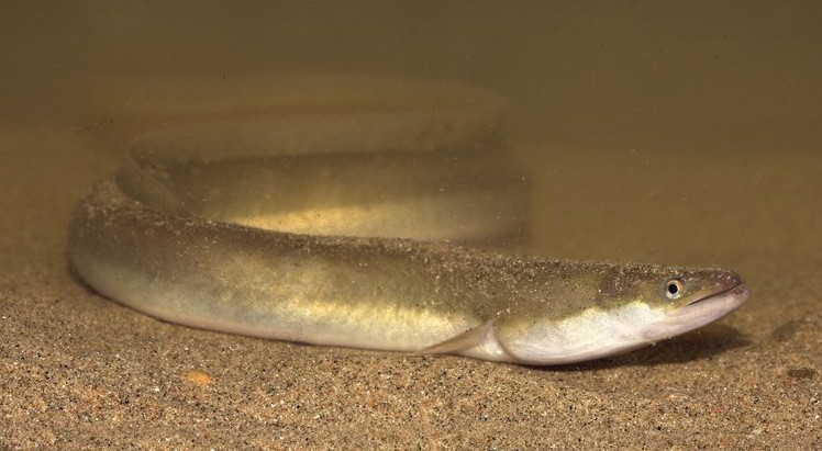 giant freshwater eel