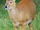 American water deer (SciiFii)