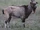 American ibex (SciiFii)
