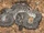 American file snake (SciiFii)