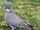 American wood pigeon (SciiFii)