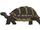 Balearic giant tortoise (SciiFii)