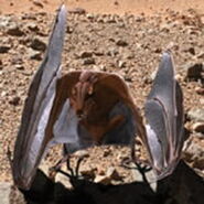 Deathgleaner, it is the world's largest predatory bat species, about the size of the flying fox, this diurnal bat species fills a similar niche to mainland hawks, buzzards, falcons, eagles, and vultures