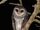 American sooty owl (SciiFii)