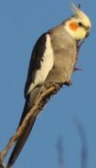 Cockatiel, a species of parrot from Australia. The feral cockatiels in California are descended from escaped/released pet cockatiels and are somehow flourishing, even in Northern California, despite how cold Northern California can get.