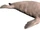 Dusignathus (SciiFii)