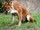 North American dhole (SciiFii)