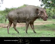 Paraentelodon is the Predecessor to Daedon and this is the only Entelodon Species that Can Be Domesticated Very Commonly.