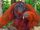 Javan orangutan (SciiFii)