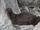 Marine Mink
