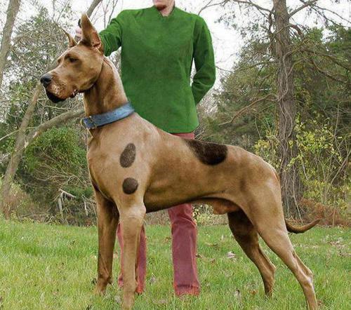 Scooby s Dane Fanon Wiki Fandom