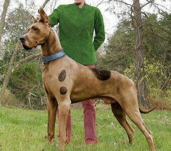great dane with spots