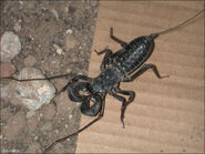 The Giant Whip Scorpion is the only whip scorpion on the island, it hunts small insects, it lives in the desert