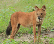 African dhole