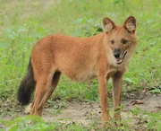 African dhole (SciiFii)