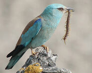 European roller, a species of near-passerine bird native to Europe, it can outcompete some native insectivorous birds and severely impact populations of some native arthropods.