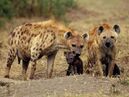 Spotted hyena family