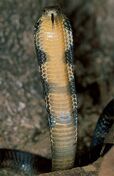 King cobra