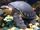 American pig-nosed turtle (SciiFii)
