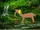 Brachiotherium