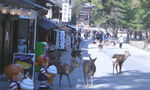 Sika Deer, another introduced animal species on the island, they are becoming overabundant on this island, Japan (pictured here), and in North America (where so many urban tapirs and deer are causing some native prey including mule deer, whitetail deer, bison, elk, mooses, pronghorns, and others, as well as predators including cougars, black bears, grizzly bears, bobcats, lynx, wolves, wolverines, and some other native predators to adapt to human settlements [as well as becoming tolerant to human activities], as well as becoming peaceful towards humans (and Domestic Dylanuses), so humans have allowed these animals to live alongside humans, much like what happened to domestic cats, domestic dogs, urban tapirs, urban genets, and others)