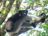 California Lemur Disaster