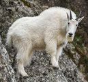 Mountain goat