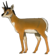 Dwarf pronghorn (Capromeryx minor)