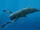 Killer Sperm Whale