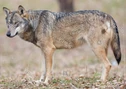 Italian wolf (Canis lupus italicus)
