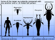 A Size Comparrison of Sea Scorpions to a human