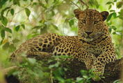 Sri Lankan leopard