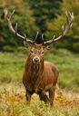 Red deer, one of the introduced species of Sylvan Island, common in the forests and grasslands of the island.