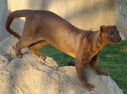 Fossa