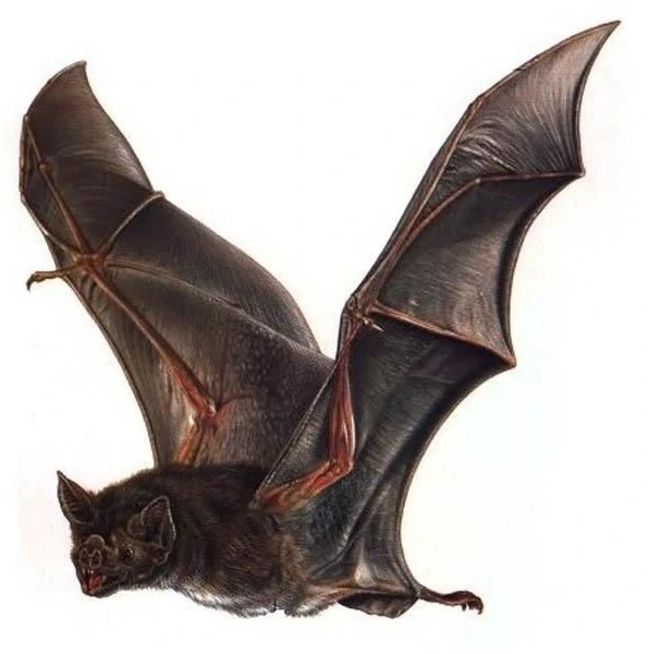 Giant vampire bat (SciiFii) | Fanon Wiki | Fandom