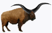 High-horned bison