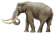 Mammuthus subplanifrons (SciiFii)