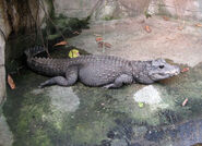 African Dwarf Crocodiles are a Threatened Species of Crocodiles found in Africa and the island. Unlike other crocodiles on the island the dwarf can be domesticated but need a permit like the Dinofelis they either can be in a zoo like cage or a backyard with a pool. When domesticated they are very friendly and no fatalities or injuries. They Live in the swamp.